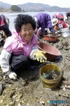 남해군, 바지락 캐기 체험행사