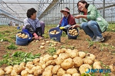 옥천금강꽃벵이 영농조합 | 옥천 금강변 씨알 굵은 햇감자 출하 '한창'