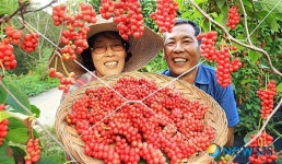 함양군, 오미자 수확