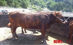 울릉분식;세정홍삼 | 울릉도 ‘약 칡소’ 설 명절 프리미엄 선물세트로 인기