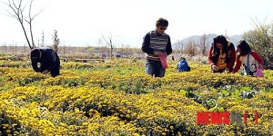 함평 국향대전 체험행사