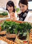 진주새싹삼 유한회사 | 새싹인삼 맛보세요
