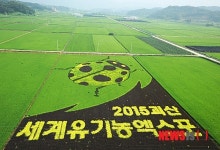 괴산 광복절 앞 논 그림 '독도는 우리 땅' 눈길