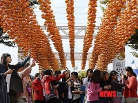 주렁주렁 달린 청도반시