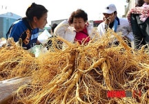 농협수삼랜드150호 | '수삼 싸게 팔아요'