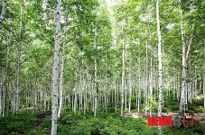 원주시산림조합유통지점 | 원주시 '숲가꾸기' 시너지 효과 기대