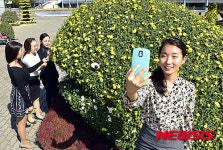 법인국화삼칠 | '국화'로 만든 작품 감상하세요