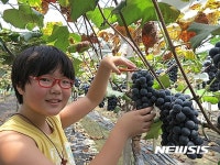 "포도따기 재미있어요"