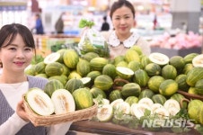 '올해 첫 출하된 파파야메론 드세요'