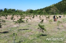 (주)삼림물산(1종) | 제주시, 사회적 취약계층 고용해 삼림가꾸기 나서