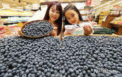 농촌체험블루베리;포포 | 신선하고 맛있는 블루베리 맛보세요