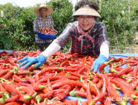 붉게 물든 고추 말리는 농부들