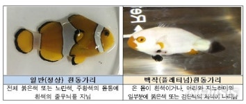 수과원, 백작흰동가리 종자 생산 성공…"해수관상어 시장에 도전장"