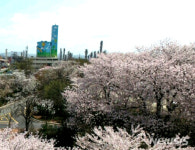 메가엠지씨커피엘지화학나주공장점 | LG화학 '나주시민과 함께하는 벚꽃 페스티벌'…경품 푸짐