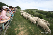 성HJ.R119 | 초원 달리는 양들 보며 즐거워하는 어린이들
