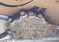 형제칼라;하남굿타임즈 | 하남 석바대 상가에 제비 30여 마리 '둥지'