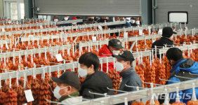 함양옥션경매장 | 함양고종시 곶감, 비대면 경매