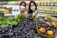 삼성유통(푸른솔마트) | 농협유통 하나로마트, 이브의 과일로 불리는 ‘푸룬’ 첫 선보여