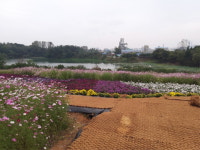 국화저수지 수변공원 산책로 | 익산시, 신흥저수지 산책로 국화축제 기간 임시 개방
