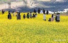 유채꽃 활짝 피어난 제주