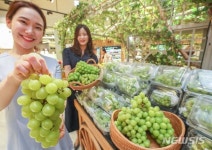 영동 샤인머스켓, 25일까지 현대백화점 충청점 특판