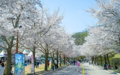 "홍천도 봄꽃 명소!"…비발디파크 벚꽃로드 개최