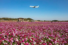 인천공항, 하늘정원 코스모스 꽃밭 일반에 공개