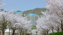 "벚꽃보러 소노리조트 오세요" 소노인터내셔널, '봄맞이 여행' 제안