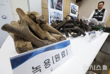 녹우제약(주) | 적발된 무허가 의약품 녹용