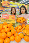 오렌지마트(주)아프로유통 | 농협유통 하나로마트, 2026년 청견 오렌지 올해 첫 판매