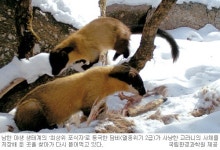 호랑이 없는 곳엔 담비가 왕… 남한서 최상위 포식자로