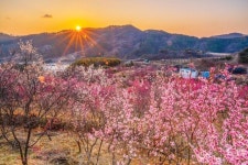 진주원협중매인 | 봄의 숲속 경남 진주… 화사한 봄 그윽한 매화향 사이로 걸어요