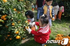 "감귤따기 체험, 제주도로 오세요"