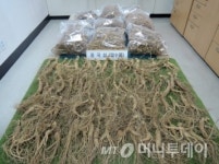 지곡카센타.야생산삼유통 | 중국삼 1만뿌리 국내 산양삼 속여 유통 밀수입업자 검거