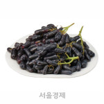 롯데슈퍼포천일동점일반 | '블랙 사파이어' 포도, 일반매장서도 팔아요