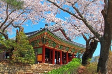 강릉 벚꽃축제 4년만에 4월 귀환...경포수변 수놓는다