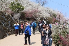 삼성영어양오학원 | 광양 매화축제 상춘객 북적