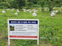 꿀벌자연치유연구원 | 예천곤충연구소,꿀벌 신품종 육성에 나서....농가 실용화 산업곤충 연구 추진