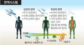 면역반응 ‘수지상세포’ 첫 발견… 부작용 적은 암치료제 길 열어