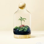 유리병속작은뜰황금정원 | 작은 병, 커다란 정원 Terrarium