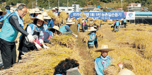 (재)벼꽃마을 | 부산銀, 용소마을서 벼 베고 쌀 사고 ‘황금빛 相生’
