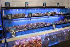 롯데쇼핑롯데MARKET999주 - 송파구 올림픽로32길 20 | 롯데마트, '그로서란트 마켓'으로 유통의 새 지평 연다