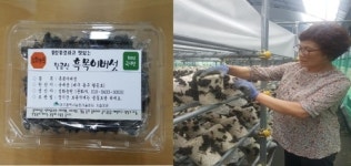 몸에 좋고 맛도 좋은 쫄깃쫄깃한 팔공산 흑목이버섯