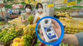 백쌤네포도농장 | “달콤한 샤인머스캣 포도·그린 황도 맛보세요”