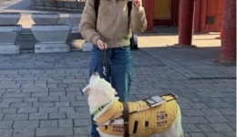 “시각장애인 안내견 안 돼요” 다이소 직원 논란