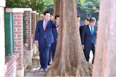 인도 침범한 가로수 뿌리 ‘싹둑’…보행자는 편해졌는데 최선일까