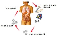자연면역 약상 | '암 정복' 면역 세포 치료법, 본격 상용화 돌입