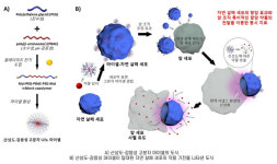 자연면역 약상 | 고형암 치료 효과 낮던 면역세포로 치료 효율 높인다