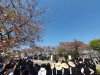 롯데자판기 경주여고점 | 경주여고, '봄맞이 벚꽃 데이' 축제 한마당 개최