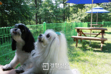 Foto aus Naver-Suchergebnissen 3